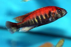 26678632_946706812134565_3544223504764624327_o