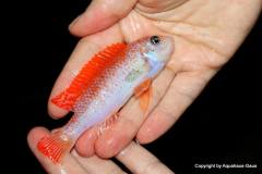 26841028_945889125549667_8807808088816495532_o