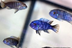 27355701_955986241206622_6618642900854160677_o