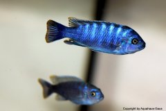 27368648_955986474539932_3253641858777636599_o