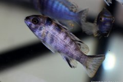 27500450_955986127873300_296917120381853609_o