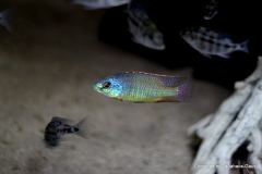 28619543_978875912250988_3838693077676251616_o