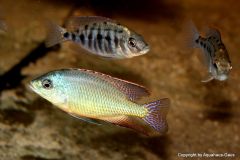 28698607_978876018917644_2848120285294169395_o