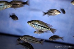 28700941_978873995584513_6565544203442698291_o