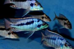 29063779_986826124789300_4756138052156741257_o