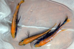 29177505_977966435675269_7945435956621966323_n