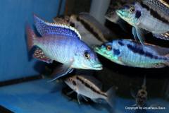 29354643_986826031455976_6015987471295500327_o