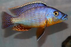 34647356_1022532414552004_619880612513185792_o