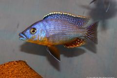 34829455_1022532331218679_4567581012149665792_o