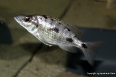 37517961_1065315700273675_3687079907214491648_o