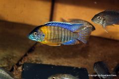 37549523_1065307526941159_4219699819498700800_o