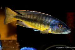 37561338_1065314660273779_2999631689539387392_o