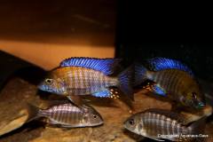 37588647_1065310803607498_8328935304937340928_o