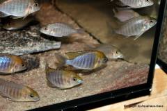 37592905_1065309370274308_7508524683713576960_o