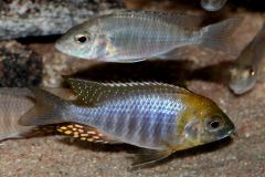 37616136_1065306283607950_8246380789353152512_o