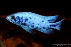 37644021_1065322346939677_7545113213755457536_o