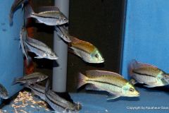 37656114_1065321710273074_2488146894706966528_o