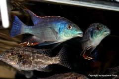 37667206_1067679333370645_8540770917406474240_o