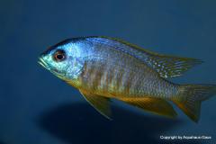 37673673_1069527253185853_162248131977674752_o