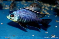 37691236_1069533963185182_8717443860256522240_o