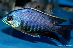 37790022_1069534056518506_6207069719518773248_o