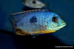 37809395_1069531679852077_5718269193892134912_o