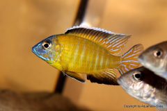 38411979_1085370891601489_7117828791744856064_o