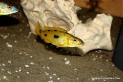 38652716_1088382934633618_5829735926074441728_o