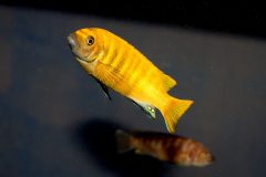 39775413_1104803466324898_609645726921654272_o