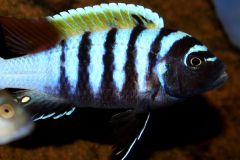 39905914_1105944786210766_4685773040347250688_o