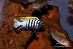 39993378_1105944846210760_3966776582781009920_o