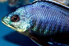 40609410_1113036672168244_1876871876236541952_n