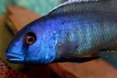 41442499_1116871578451420_5199038172138307584_n