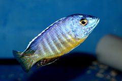 42604406_1126951560776755_1312377164812779520_o