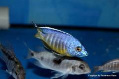 42738718_1126951434110101_9611780326162432_o