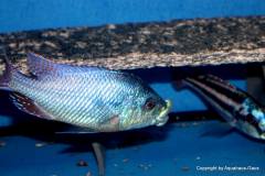 42745735_1126977734107471_178797053286023168_o