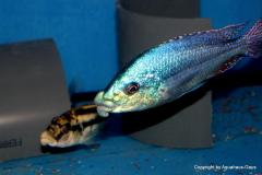 42763936_1126977874107457_1149734333930536960_o