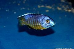 42771024_1126951630776748_3438359192916721664_o