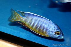 42776292_1126951494110095_612380358368821248_o