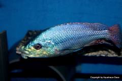 42864372_1126978017440776_450112001390149632_o