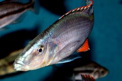 43012840_1129542930517618_2741506324008271872_o