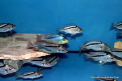 43042916_1129545623850682_3619853842146918400_o