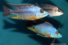 43043431_1129543360517575_2131137809925275648_o