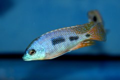 43074585_1129545790517332_5520589497277874176_o