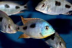 43095997_1129545863850658_8644015003420065792_o