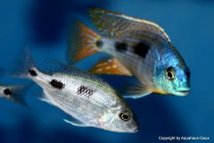 43124920_1129545943850650_5428492264441643008_o