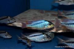 43146524_1129545560517355_3151765426938052608_o