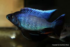 44621779_1140029276135650_5013767228747677696_o