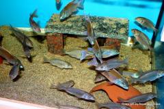 46482708_1164709270334317_5210129332474740736_o