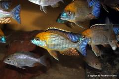 46511435_1164708387001072_731006547630489600_o